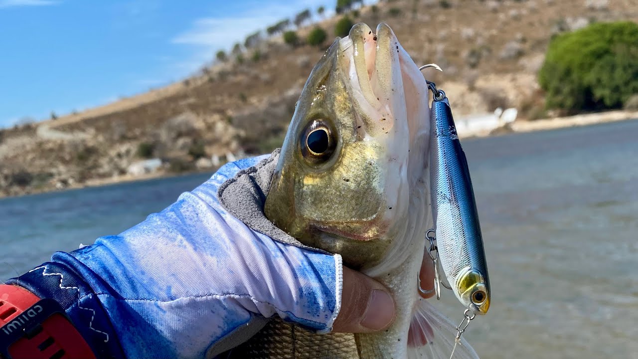 Sessiz Suda Levrek Vuruşu | ZipBaits Fakie Dog