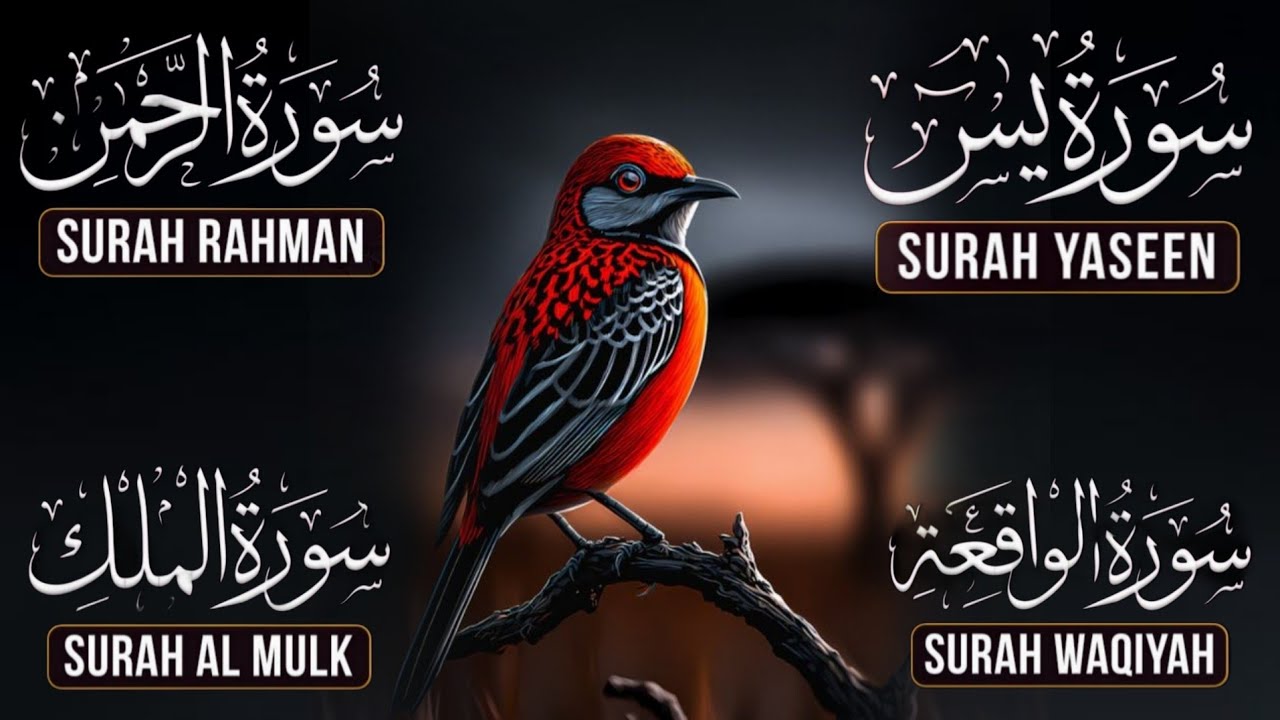 Surah Yasin | Surah Rahman | Surah Waqia | Surah Mulk | Full HD | Quran Hour | Alaa Aqel