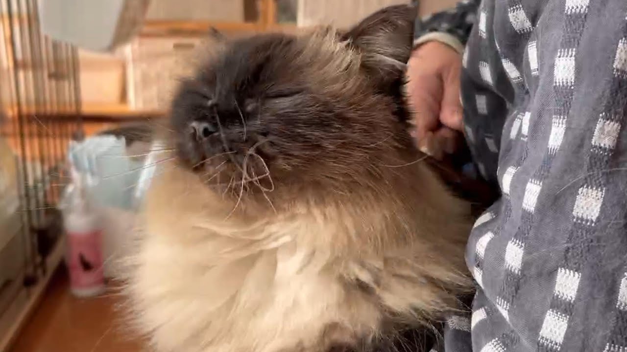 誰よりも元気溌剌グリン｜ブラッシングでうっとり❤グラン#グリンとグランの陽だまり日記　#猫