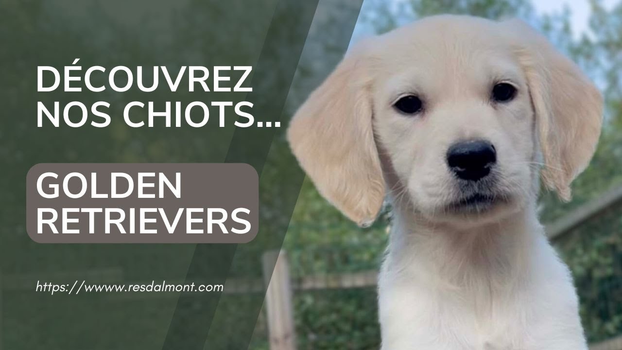 Découvrez nos chiots Golden Retrievers Disponibles! 🥰