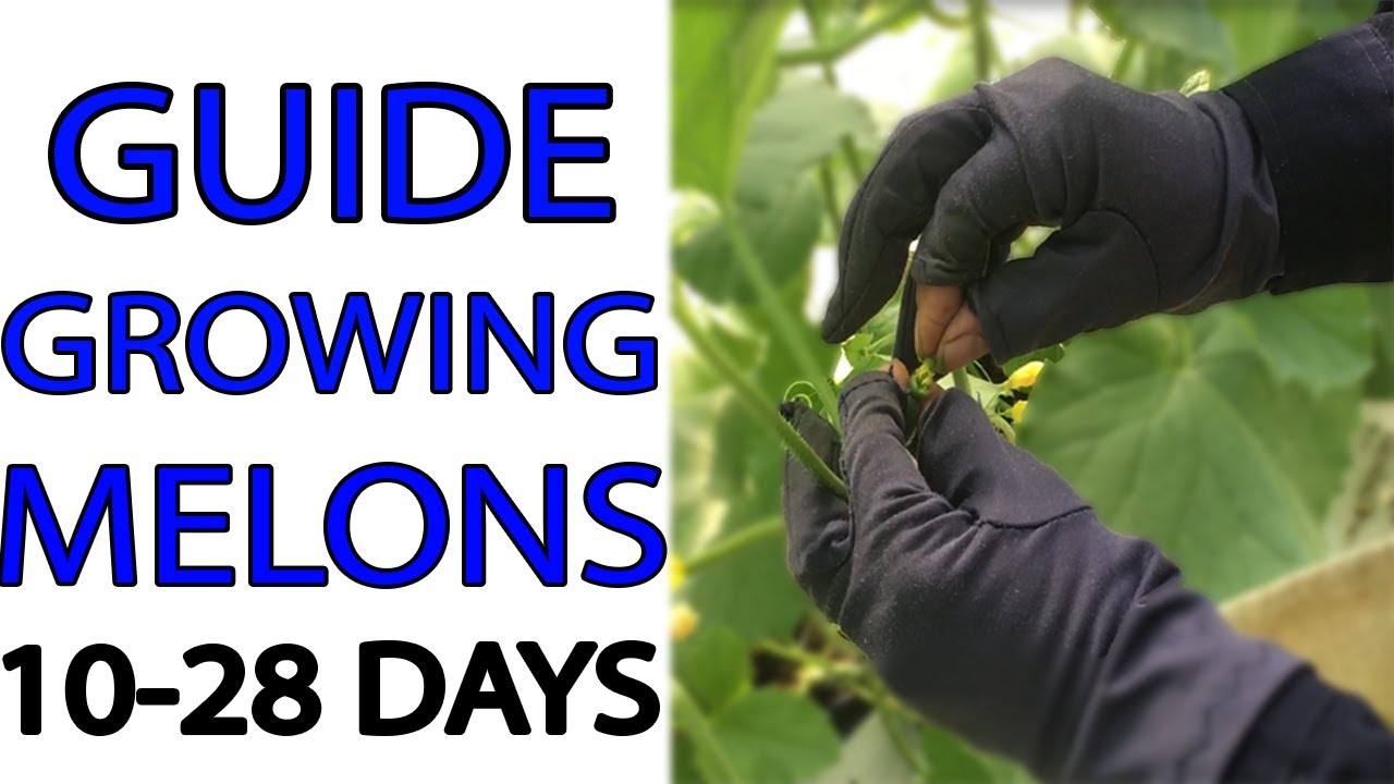 GUIDE TO GROW MELONS - Stage 10 To 28 Days - Pollinate Melon