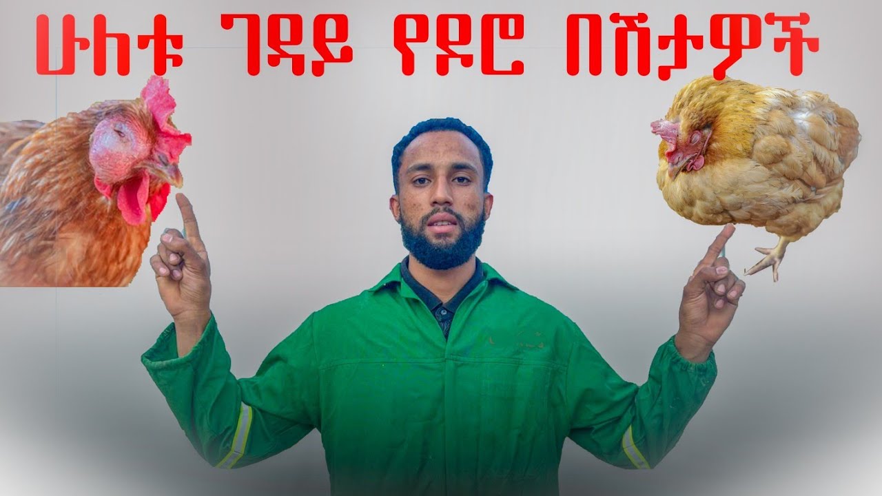 ሁሉም ዶሮ ቤት የገቡ ሁለት የዶሮ በሽታዎች