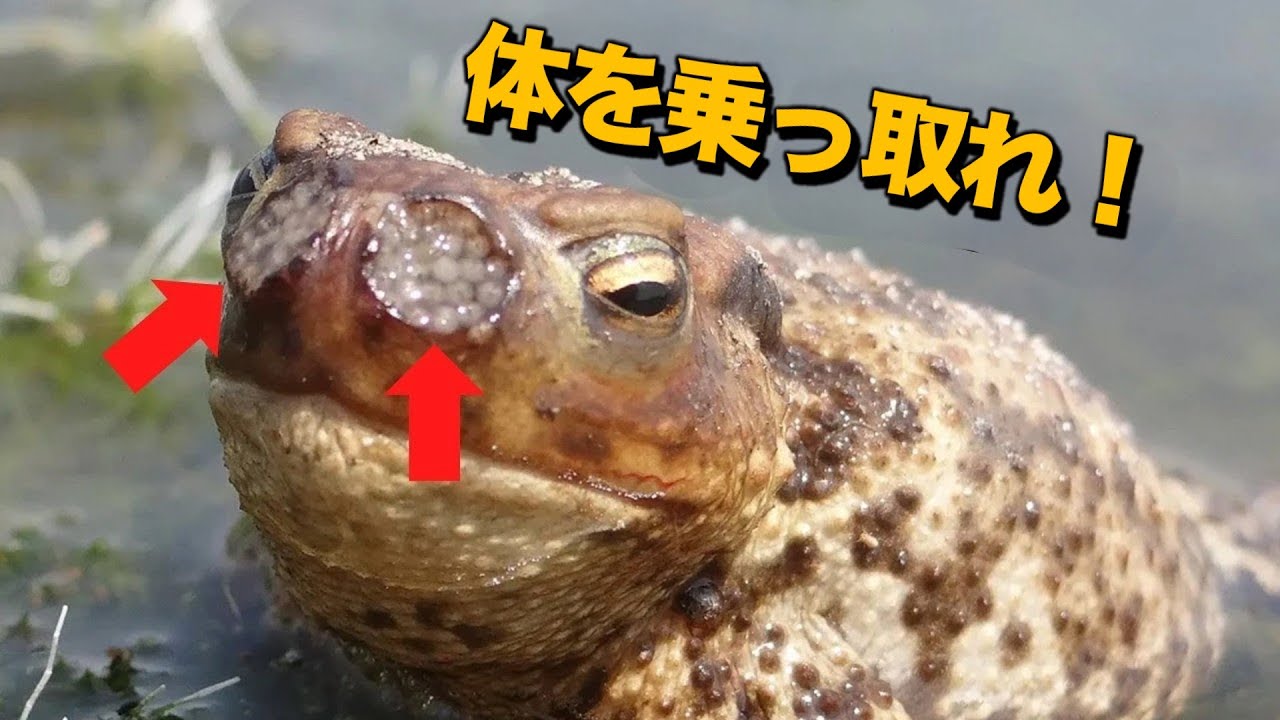 カエルの鼻がどうしてこんなことに？ (ft.寄生生物)