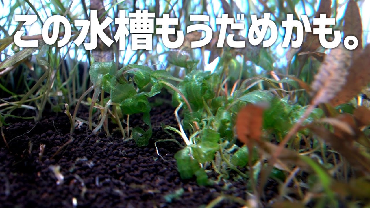 立ち上げ1ヶ月でリセット？クリプトオンリー水槽の行く末は。＃381【アクアリウム】