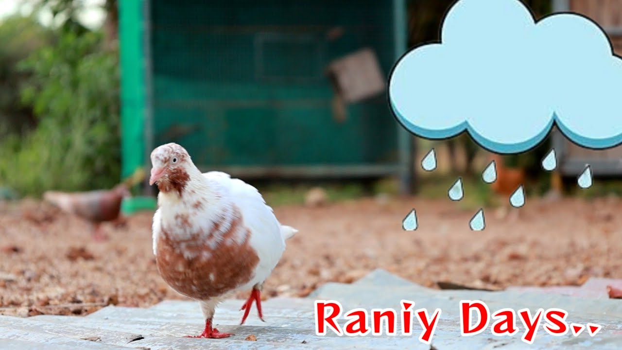 🌦️🕊️ Be Aware | Rainy Days are Coming ...