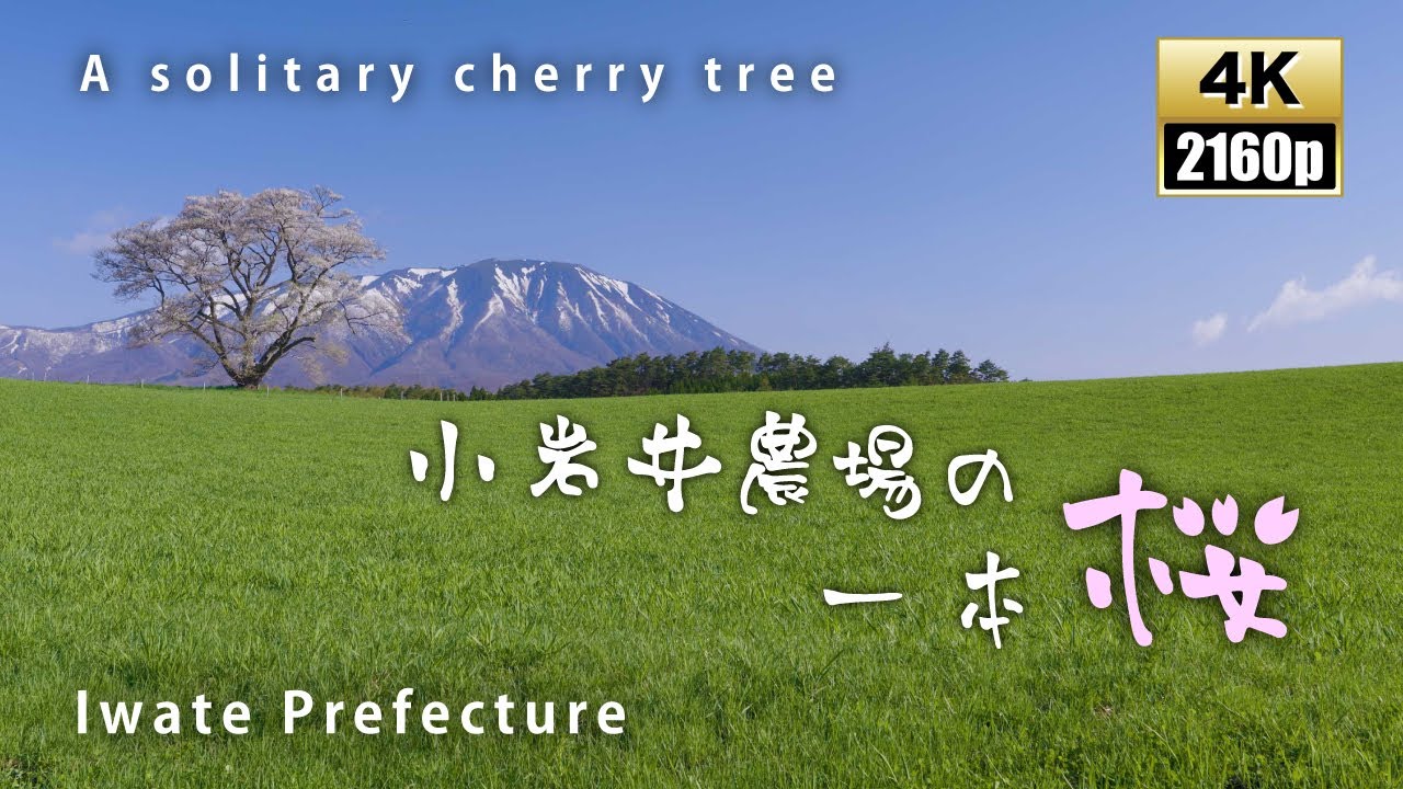 小岩井農場の一本桜 2022　stunning views　Japan