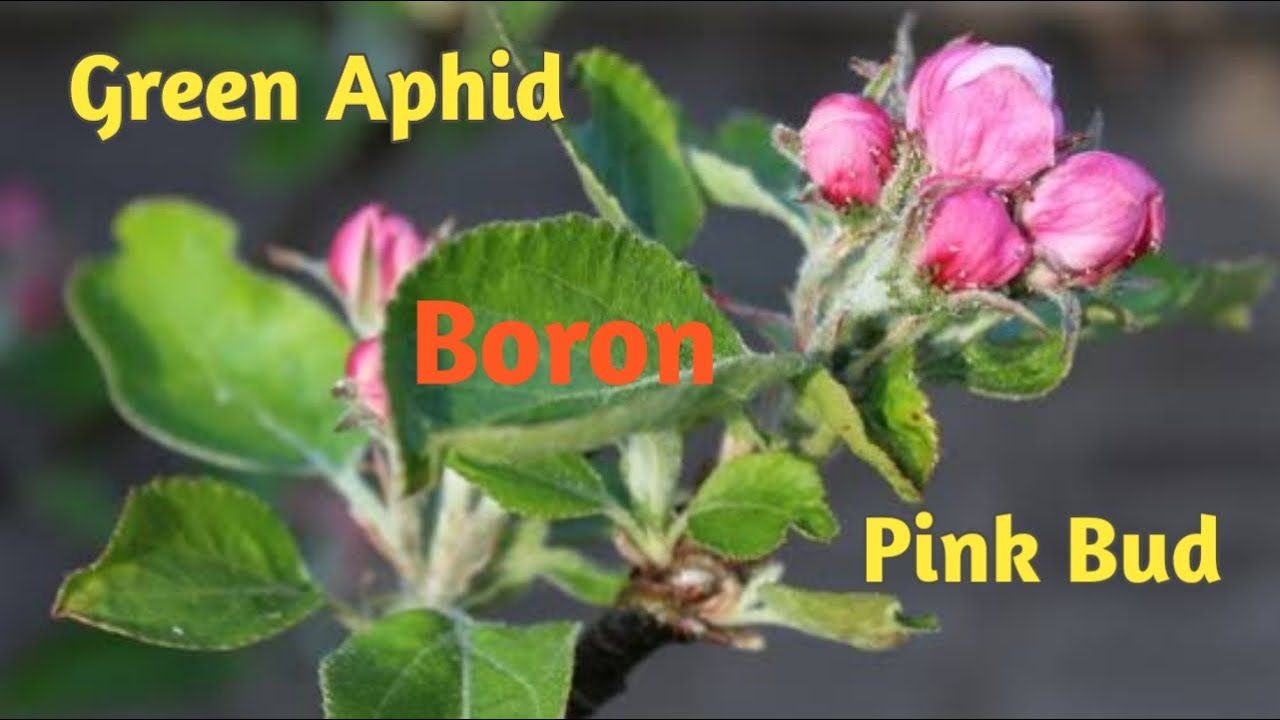 Pink Bud Spray | Boron Spray | Aphid Spray | Temperate Farming