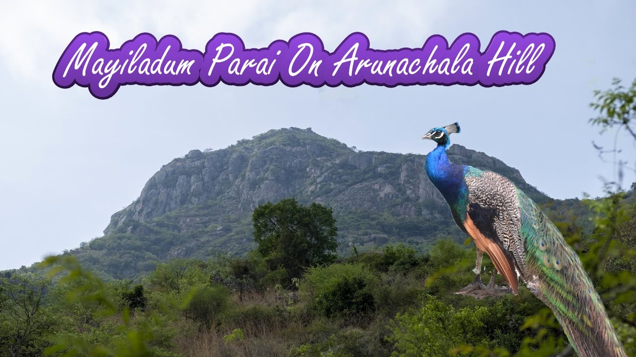 Mayiladum Paarai on Arunachala Hill (4K)