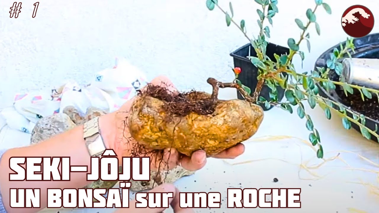 Développer un Bonsaï sur une Roche - STYLE SEKI-JÔJU - Épisode 1 🌱 NEJIKAN BONSAI 🌱