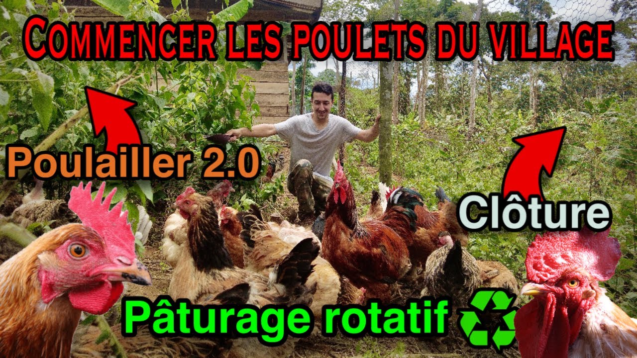 Élever des poulets du village en extérieur (élevage moderne) #elevage  #poulet #village #débuter