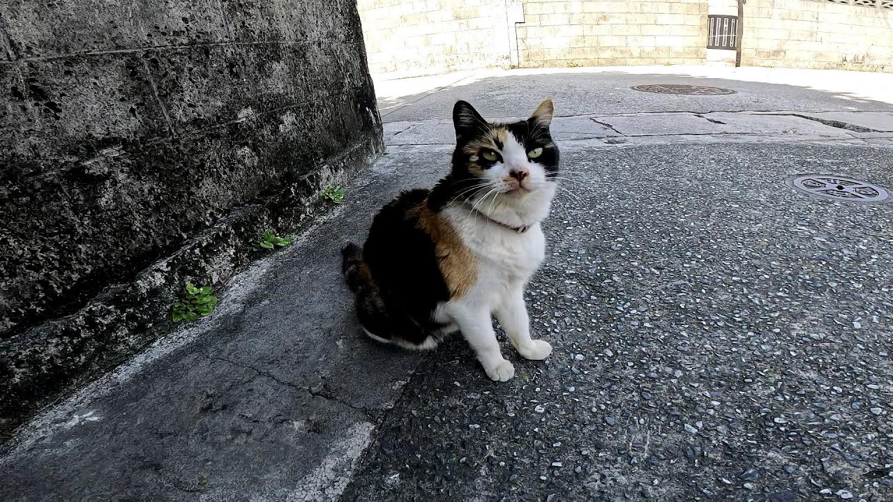 リラックスできる音楽と猫。睡眠音楽。やっぱり猫が好き。野良猫の日常