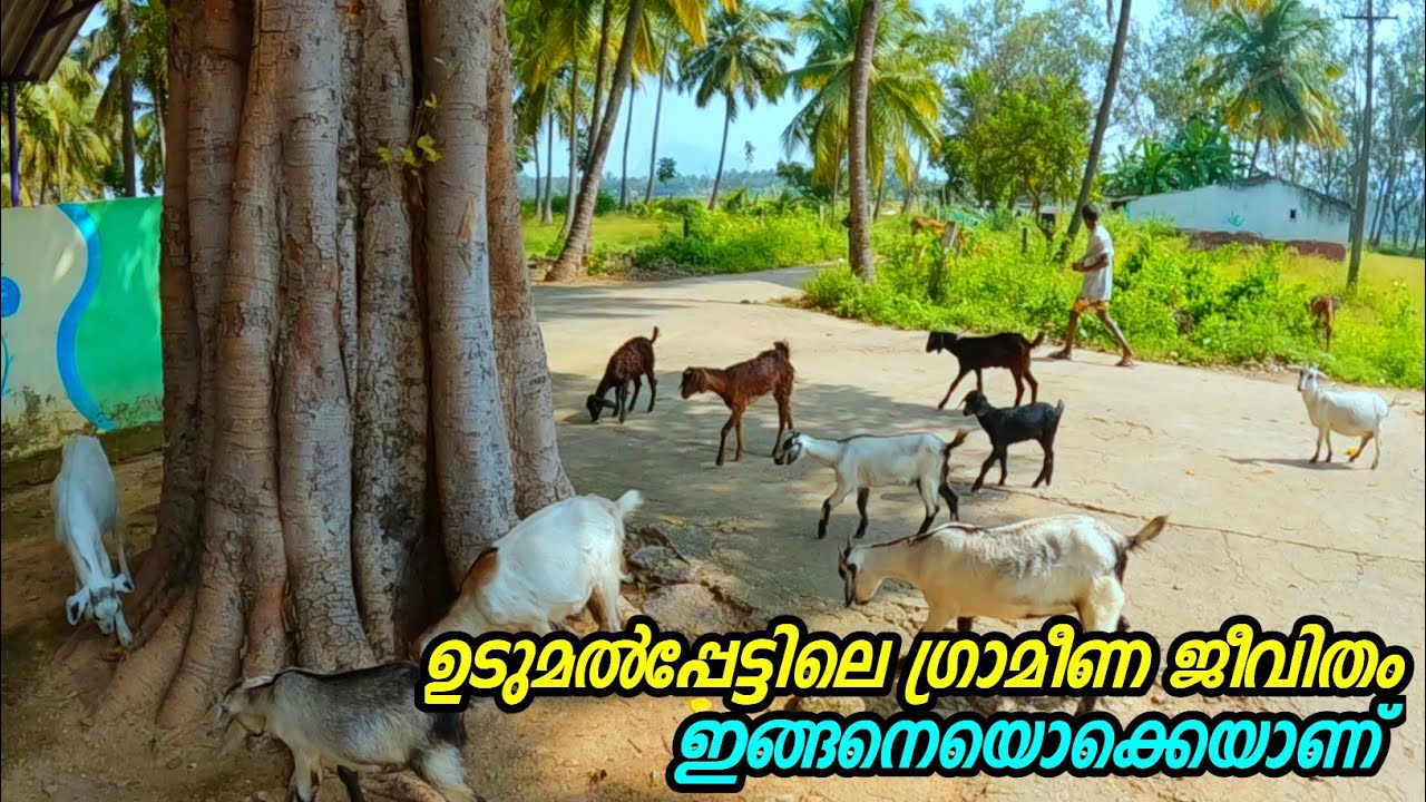ഉടുമൽപ്പേട്ടിലെ ഗ്രാമങ്ങളിലൂടെ ഒരു യാത്ര | Udamlpettu Rural Village