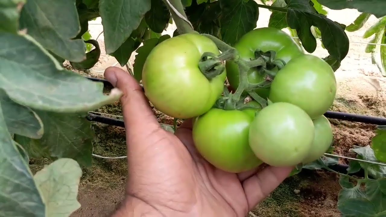 زراعة الطماطم المكشوفه داخل البيوت المحميه/شكلها بعد ٧٠يوم / هل كمية الإنتاج واحده