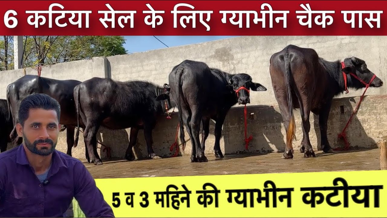 5 व 3 महिने कि ग्याभिन 6 झोटियां सेल के लिए उपलब्ध। प्योर मुर्रा रीग सिग Deepak Lochab Dairy Farm