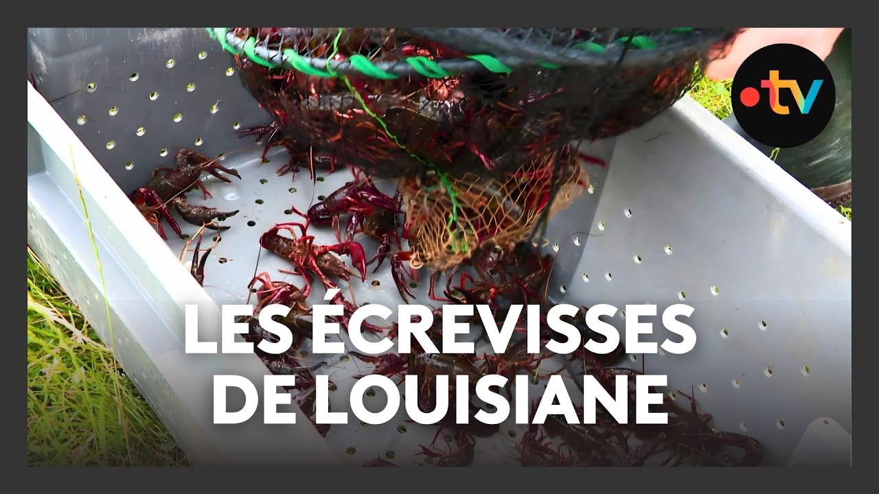 Écrevisses rouges de Louisiane : la justice met un terme à sa commercialisation