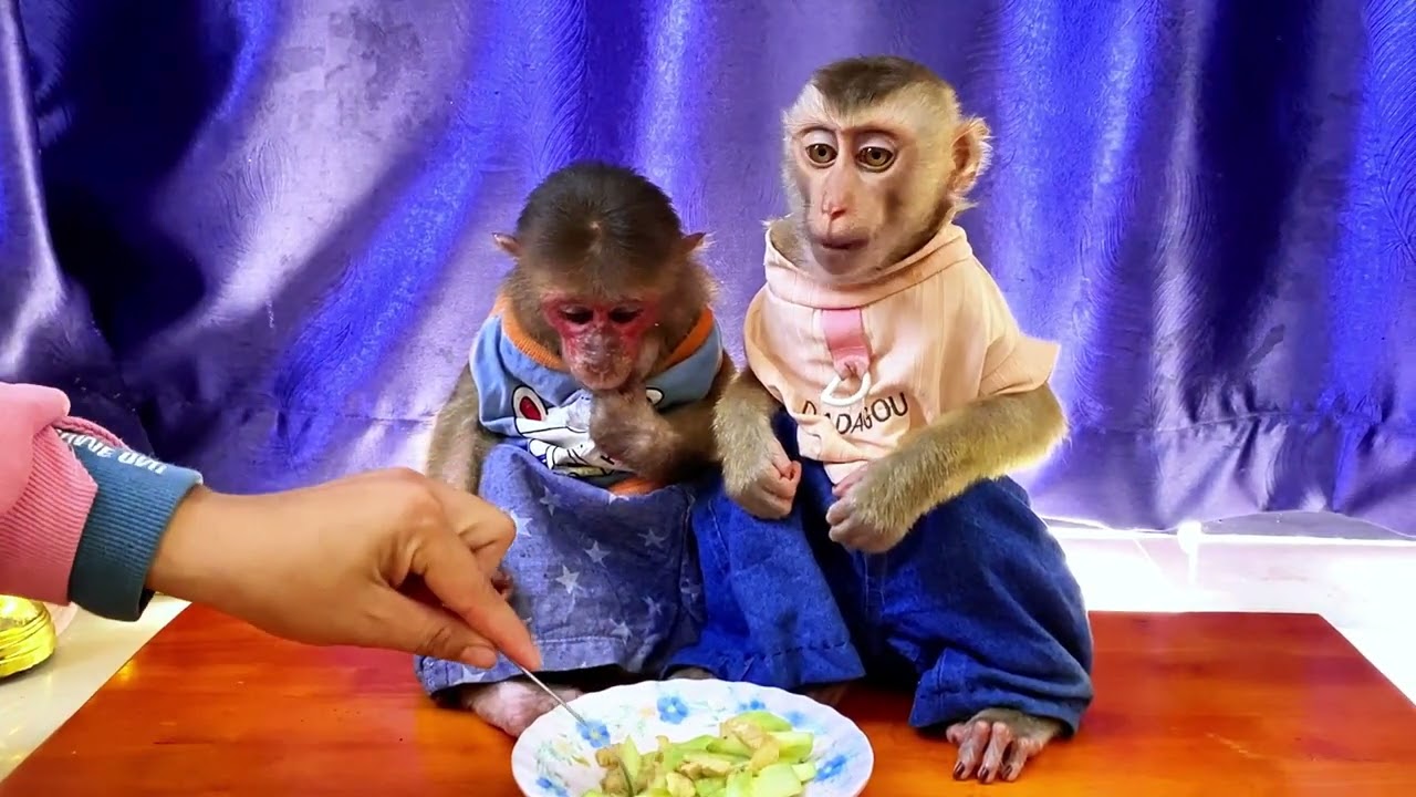 Baby monkey having fun with mom 