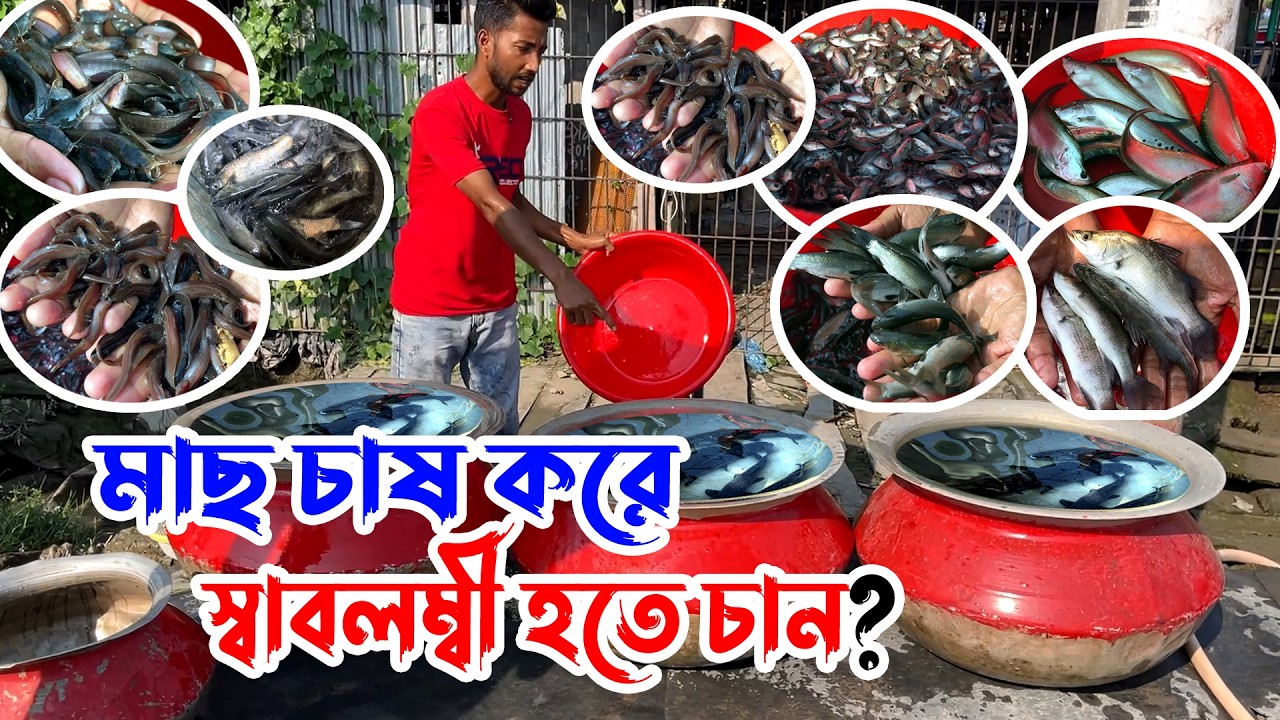এই মাছ চাষ করে অনেকেই লক্ষ লক্ষ টাকা আয় করছে | কলিটিফুল পোনা মাছ কোথায় পাবেন | Nil Bangla Krishi