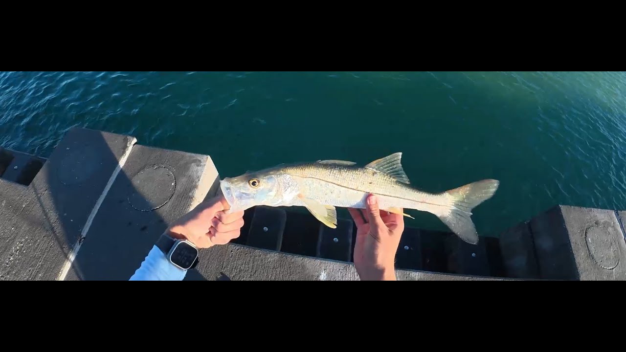 Snapper and Snook were CHEWING at this Florida Pier!! #adventure #fishing #florida