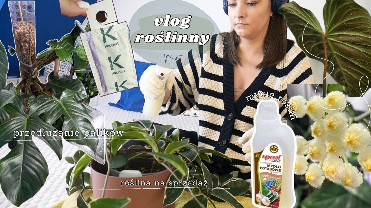 vlog | nowe odkrycie, roślina na sprzedaż, mycie roślin i przedłużanie palików | wiosna za rogiem!