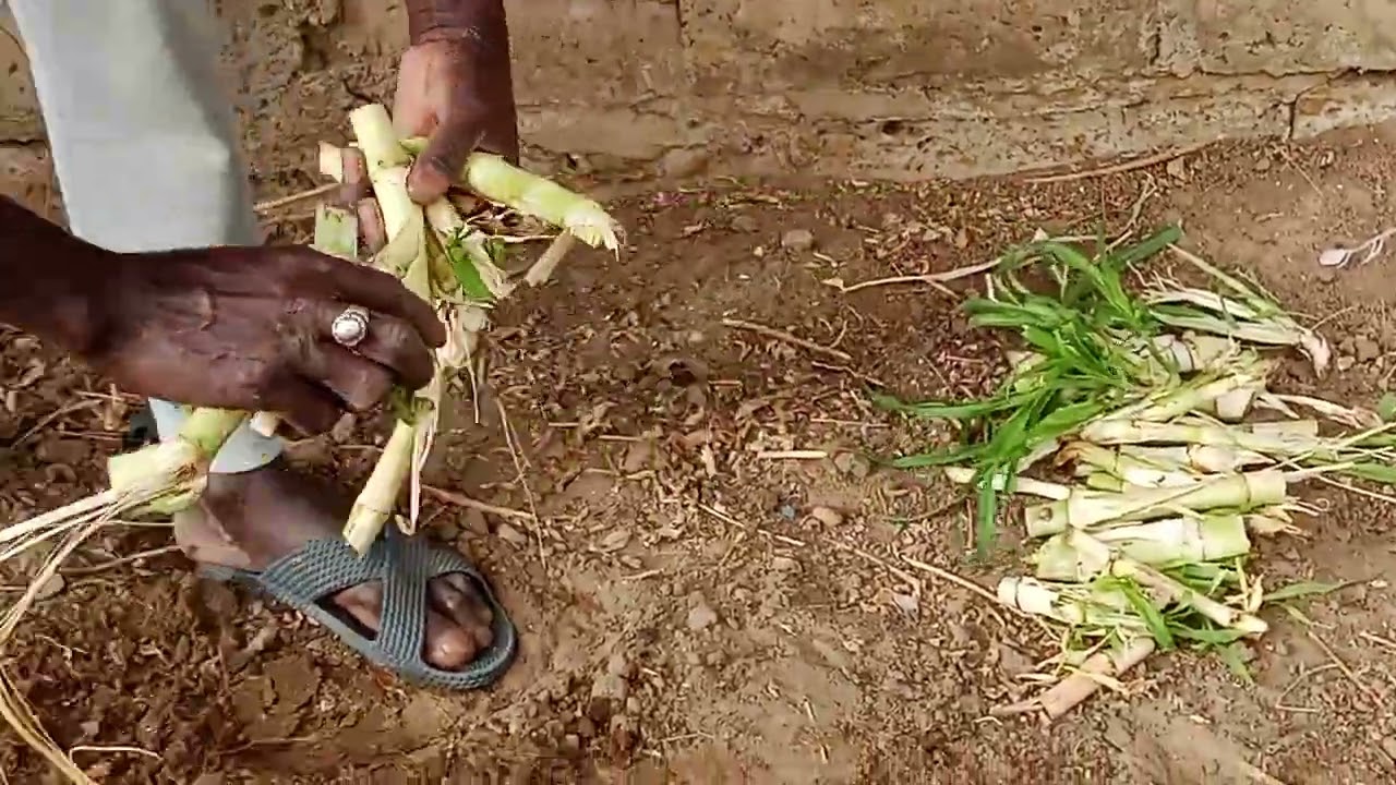 Le repicage du maralfalfa Sénégal