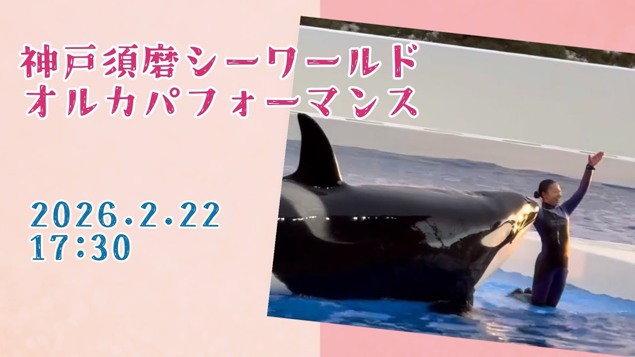 神戸須磨シーワールド　オルカパフォーマンス　2026.2.22 17:30