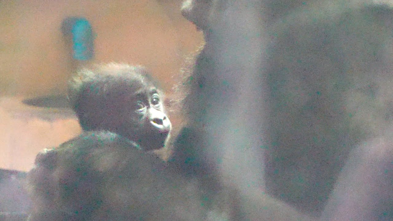Материнская забота: Нежный способ обучения мамы-гориллы своему сыну / Gorillas genki / ape #gorilla