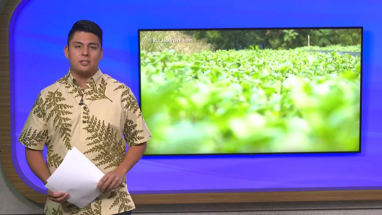In another blow to local food production, Maui&rsquo;s Kulahaven Farms ending operations