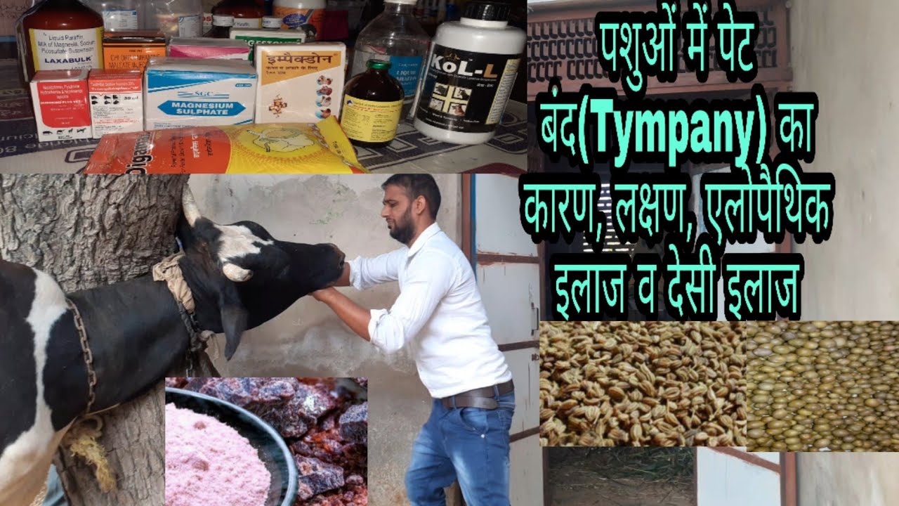 पशुओं में लगने वाला पेट बंद(Tympany) का कारण, लक्षण, इलाज व सावधानियां,देसी इलाज IMPECTION in cattle