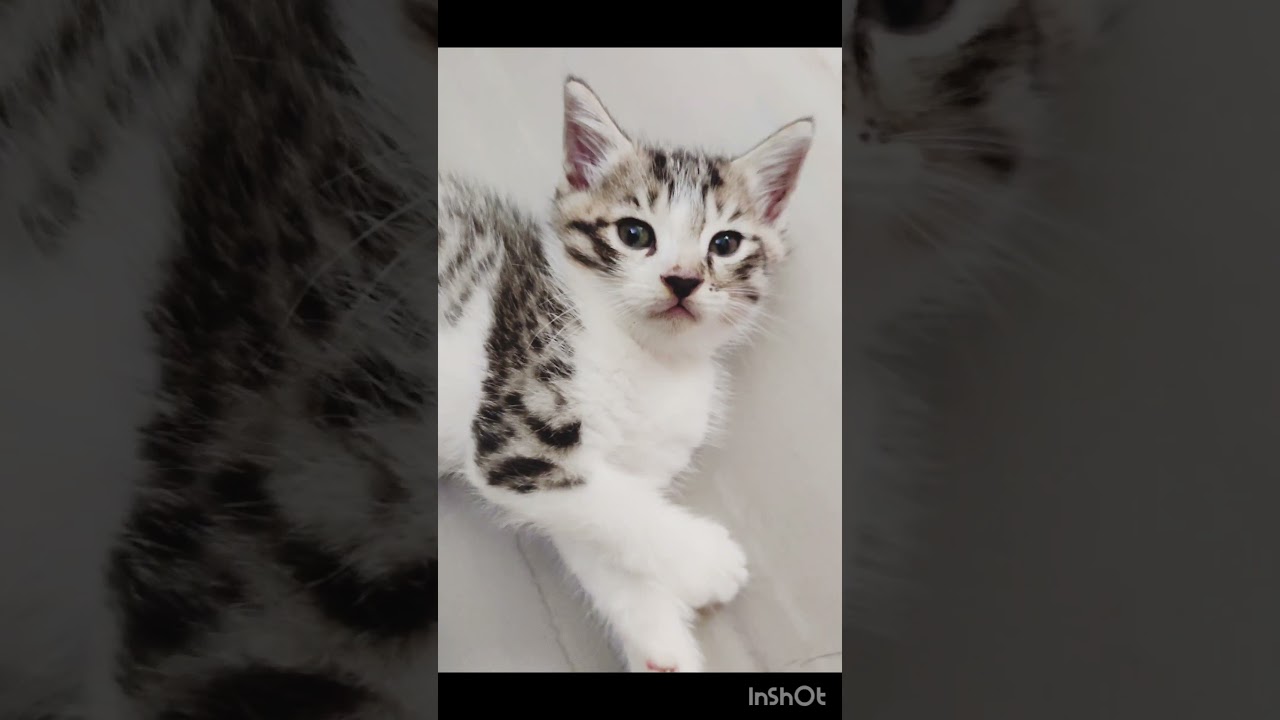 comment your cat name😊