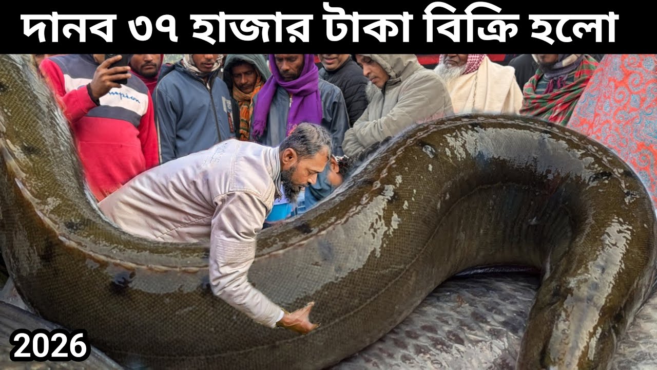 ৩৭ হাজার টাকায় বিক্রি হলো ২৬ সালের দানব! বেপারীর টাইম নাই হাড্ডা হাড্ডি নিলামে বড়লোক।Today fishing.
