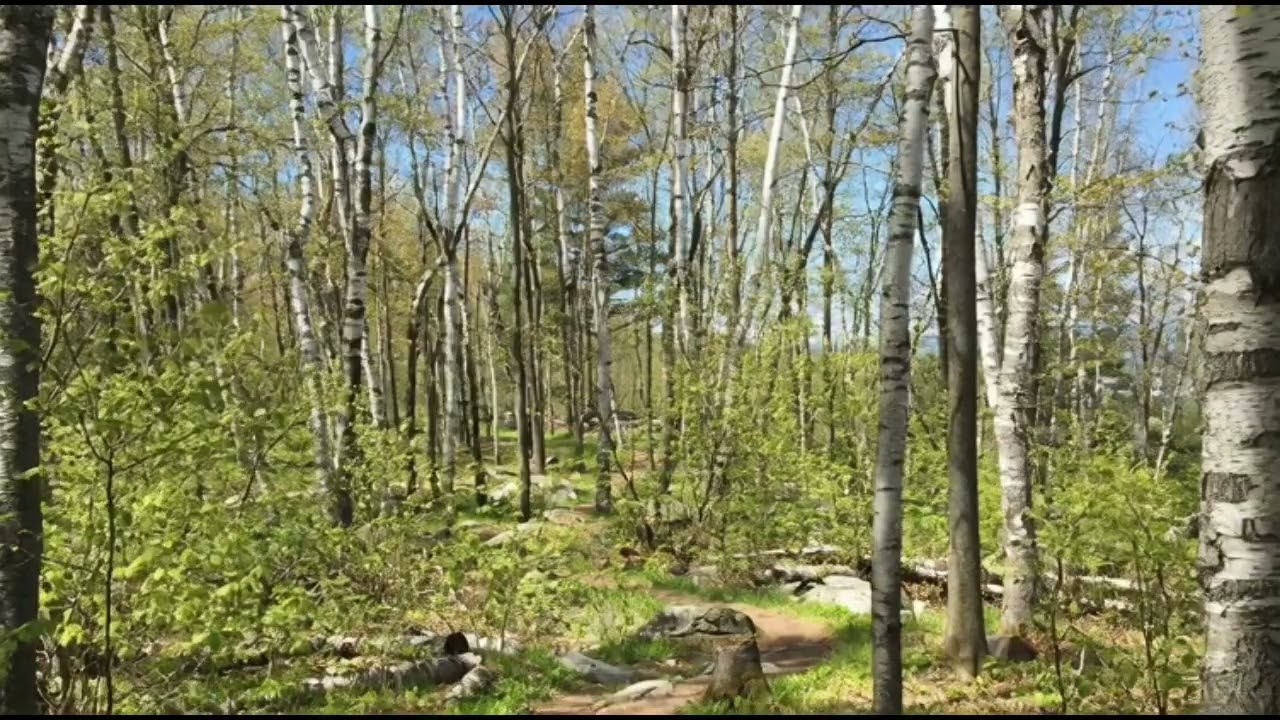 Calm Woodland Scenery in Wisconsin 🌿 60 Minutes of Peaceful Forest Walk & Nature Sounds