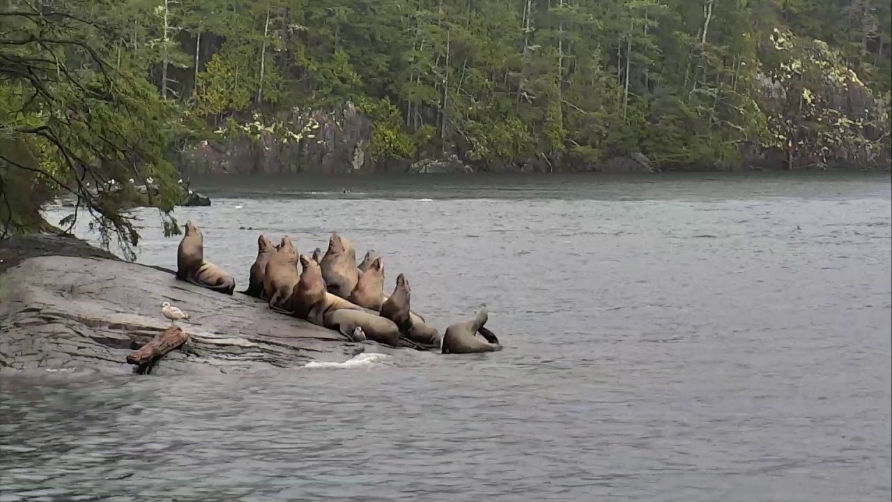LIVE Sea Lion Beach - British Columbia | explore.org
