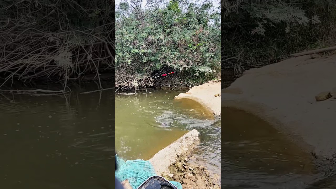 Catfish Hunting with Hook and Line #shorts