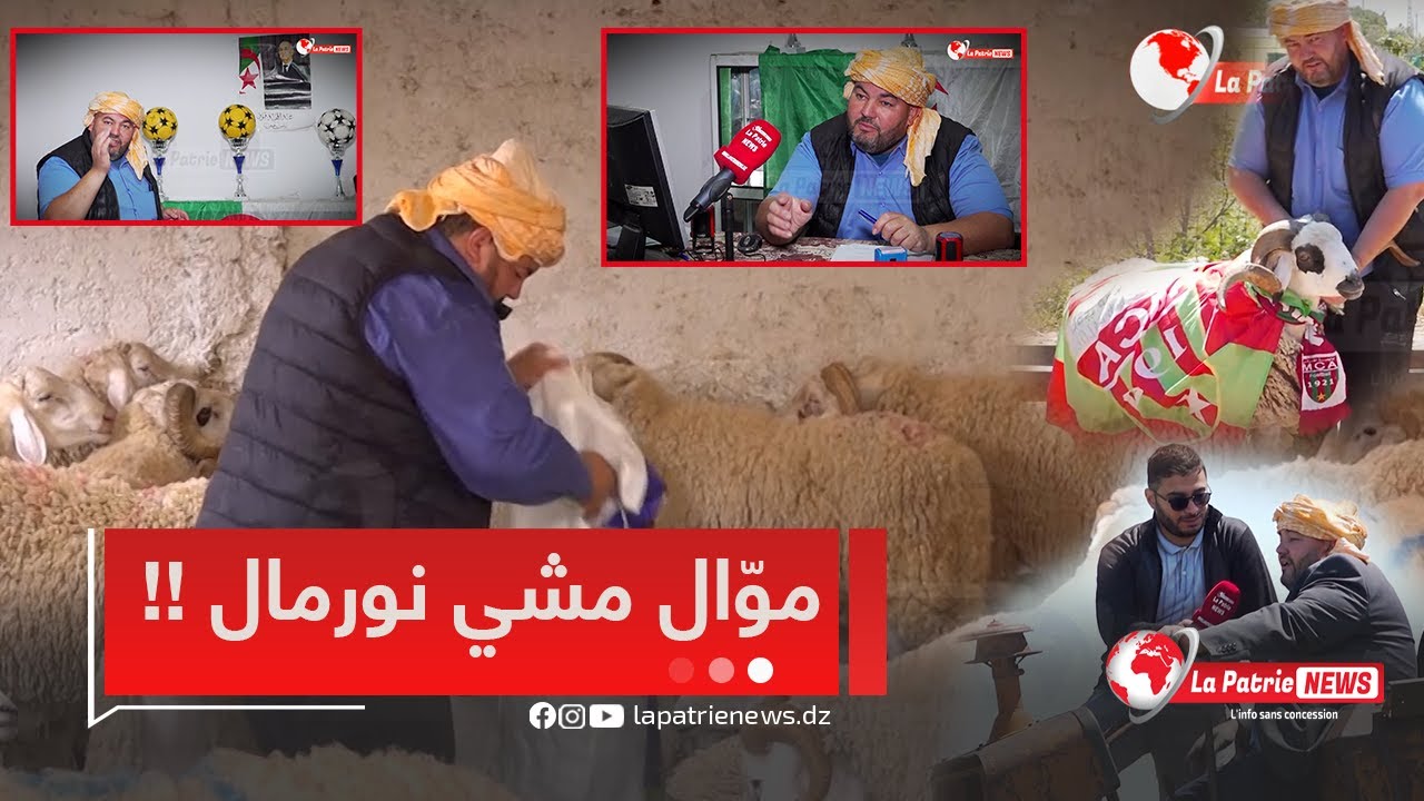 موال مشي نورمال 🤯 .. عندو كباش Bio 🐑 ناتيغال 🌿 راح يبيعهم بـ 10 ملايين 😨