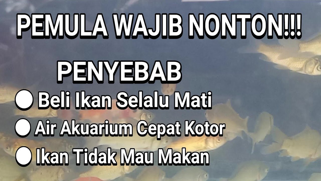 Penyebab Ikan Selalu Mati Di Akuarium Baru
