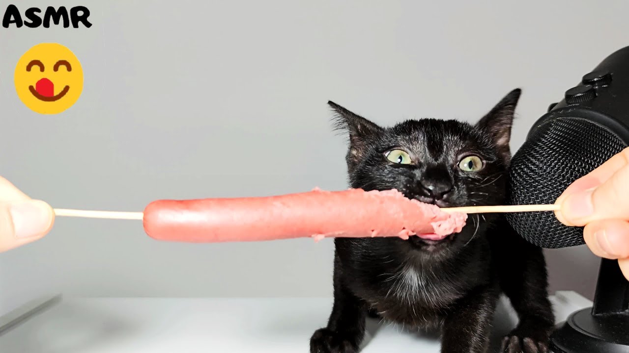 Котенок ест вареную сосиску АСМР 