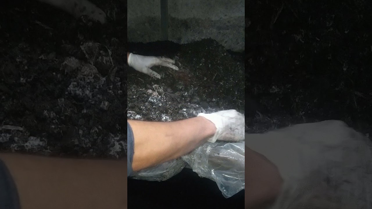 kültür mantarı tırmık işlemi
