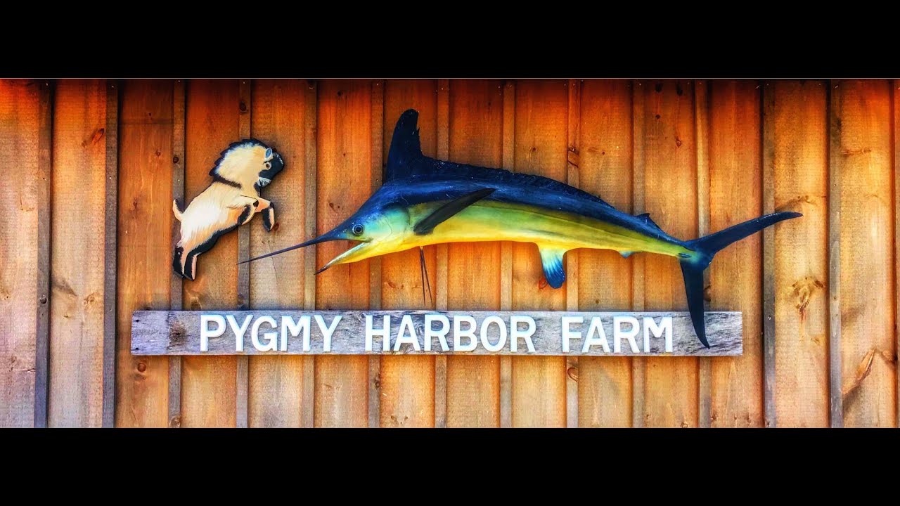 Pygmy Harbor Farm Video