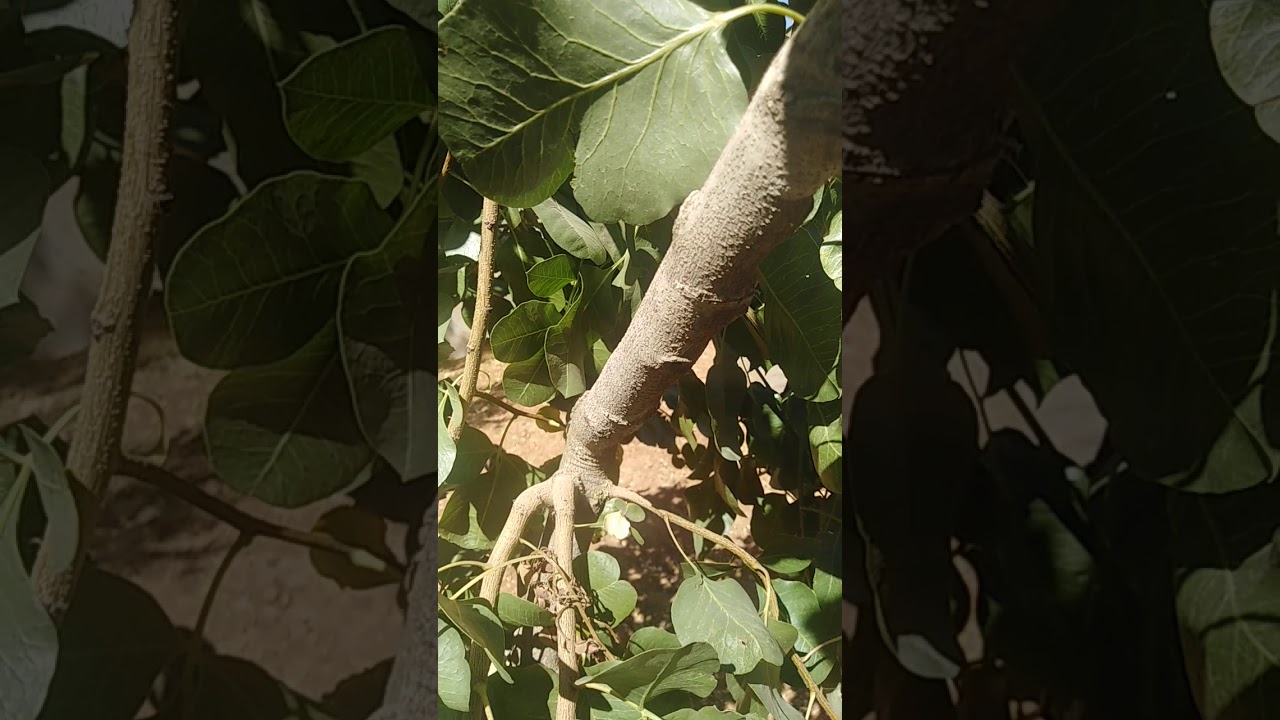 الفستق الحلبي مع خضر ابو غطاس
