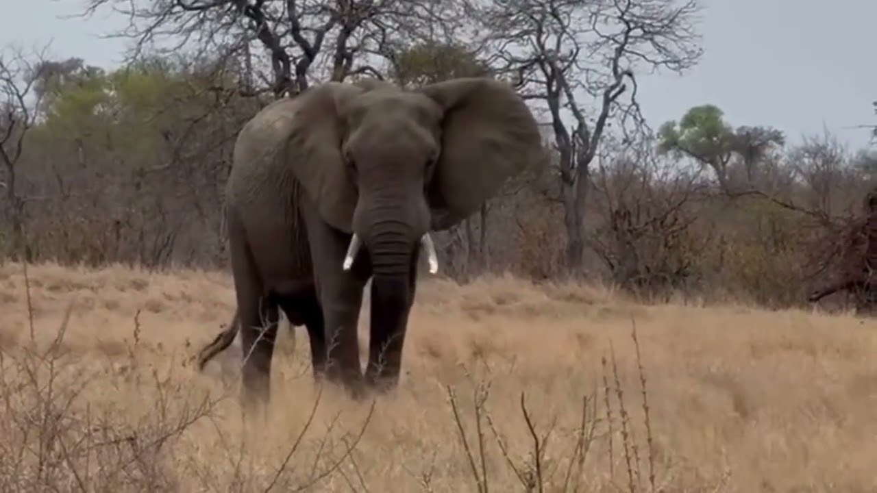 Not all elephants travel in herds