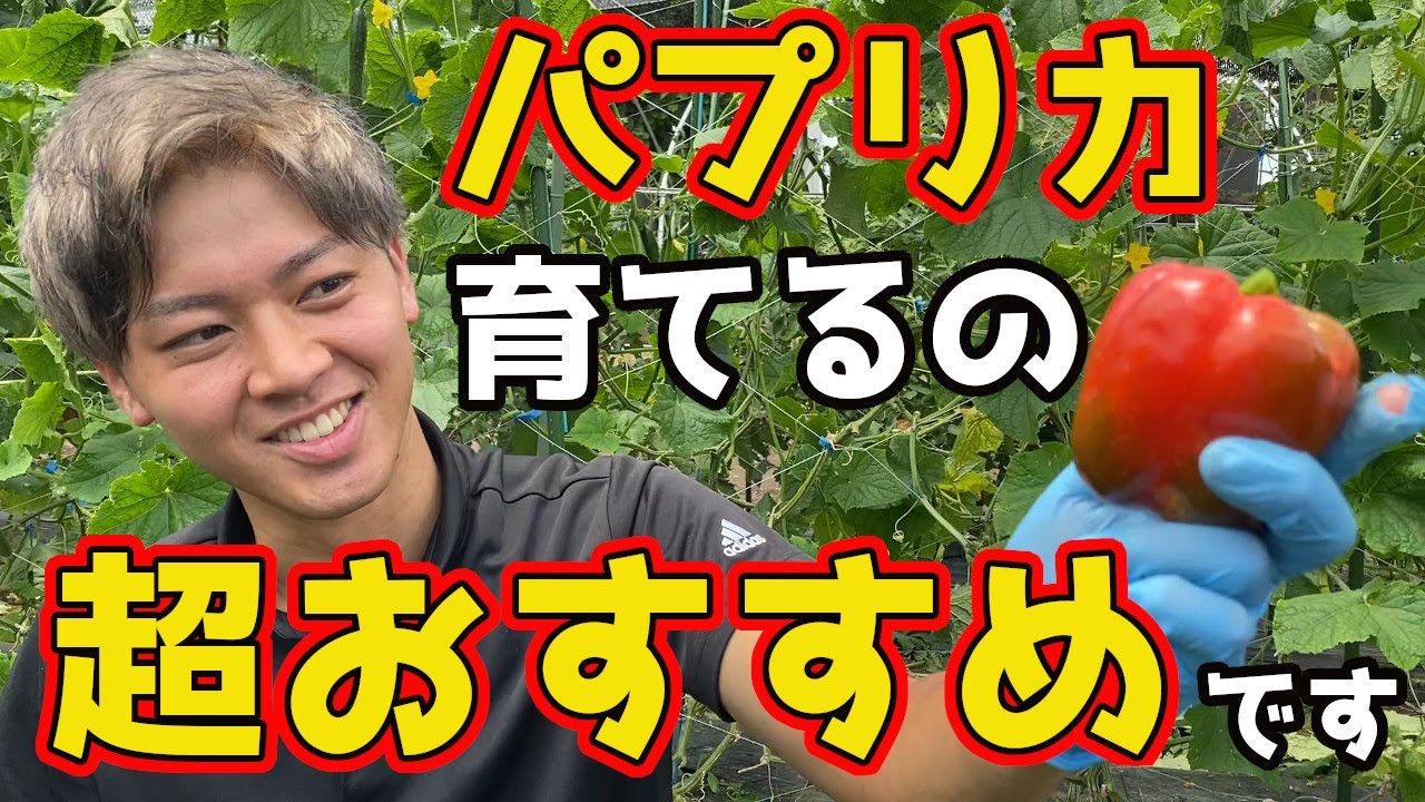 【パプリカ】作ってほしい！パプリカの育て方と収穫タイミングをお話しします。【家庭菜園】