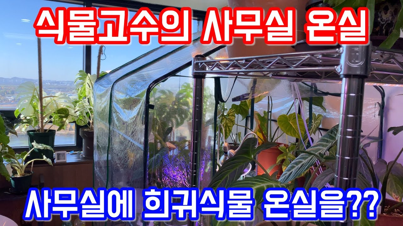 식물고수의 사무실 온실!! 사무실에 희귀식물 온실을?? 랜선 식물투어!!