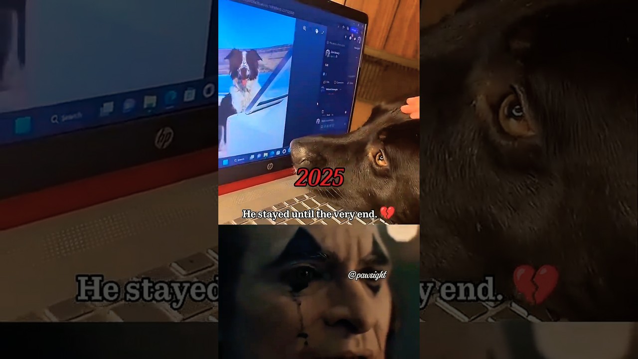 He Stayed Until The End... 💔 | A Dog&rsquo;s Unbreakable Friendship