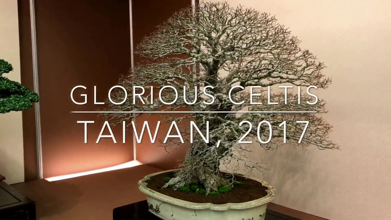 Glorious Hackberry Bonsai of Taiwan, 2017