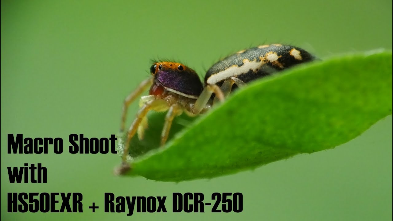 Cheap Macro Photography with Fuji Finepix HS50EXR + Raynox DCR-250