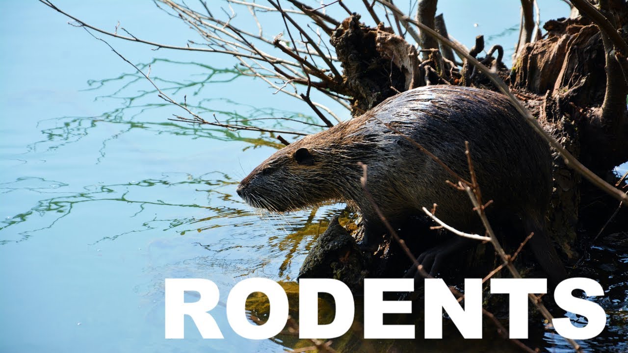 Beavers Chew Tree Trunks Leading to Deforestation & Loss of Charles River Habitats | TerraHelp 2023