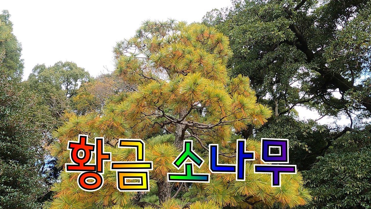 黄金 소나무 (천기목 신목)🌲 꽃말은 불로장수 변함없는 마음 불사의 사랑 입니다 한국 울진 주인리에도 황금소나무가 있어요 송화가루는 약용 입니다