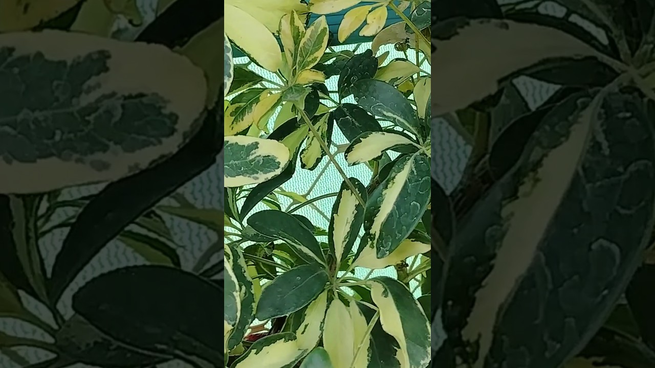 शेफलेरा 