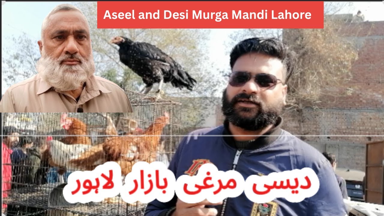 Lahore Aseel Desi Murga Mandi full Tour | Latest update and Prices | Sub se bari Murga Mandi Lahore