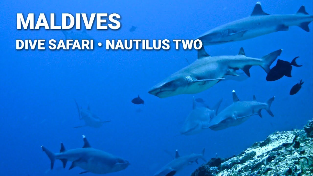 Dive Safari 
